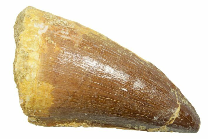 Fossil Prognathodontid Mosasaur Tooth - Morocco #364072